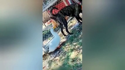 Funny Cats: The Impossible Try Not to Laugh Experiment