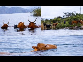 Tujyane mu Kivu aho inka zidumbaguza zambukiranya ibirwa