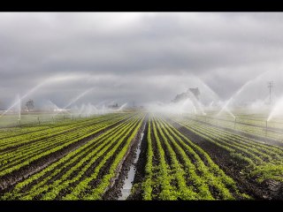 Cultivating miracles: The inspiring story of Israel's agricultural triumphs
