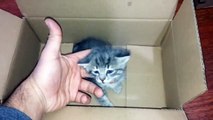 _SAVE ME!_ Rescue of young mama cat and her kittens abandoned next to the road Poor cats