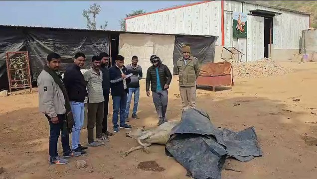 गोस्तकरों का आंतक : फायर कर पिकअप छोडक़र भागे, पुलिस जुटी तलाश में .... देखें वीडियो