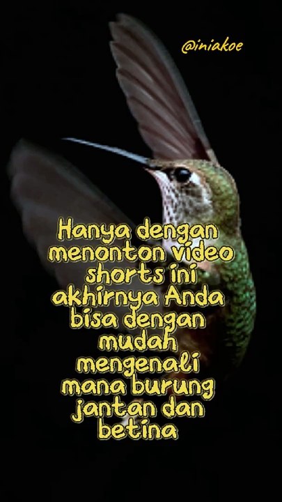 Cara mudah membedakan burung jantan dan betina