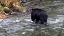 What does a river give a bear to eat or enjoy?