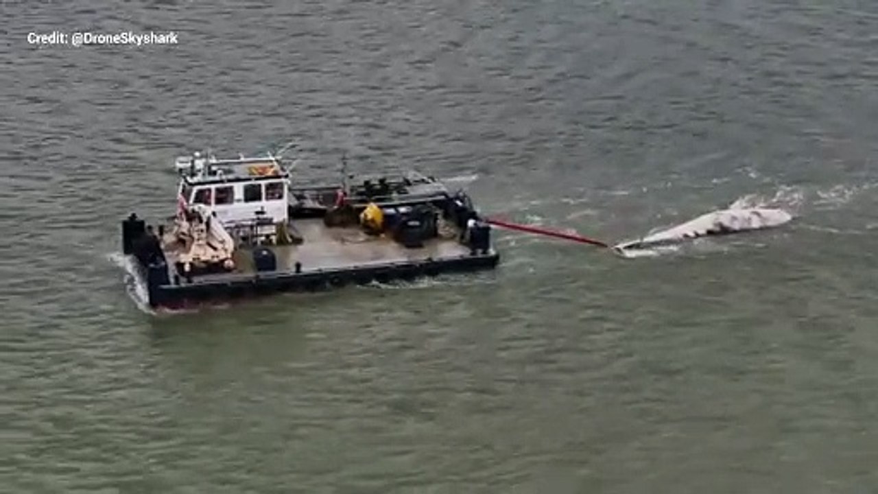 A large fin whale that washed ashore at Cliffe has been towed to a barge in the Thames