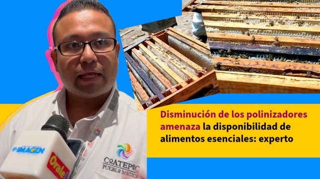 Disminución de los polinizadores amenaza la disponibilidad de alimentos esenciales: experto