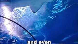 Why No Aquarium Has Great White Shark