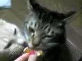 蜜柑を食べる愛猫たち