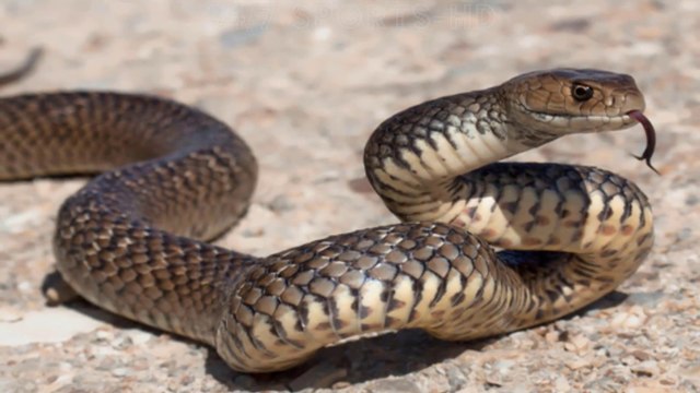 Moment: Killer SNAKE Slithers on the Court and play is Suspended until Venomous Beast is Captured