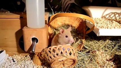 REWIND 2023 LA GATA VEGANA | RESUMEN MEJORES MOMENTOS DEL AÑO EN EL CANAL