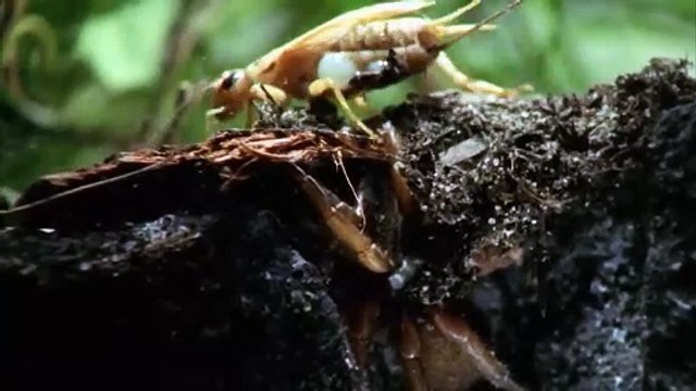 VAHŞİ SERÜVEN 2. BÖLÜM _ 4K HAYVAN BELGESELİ