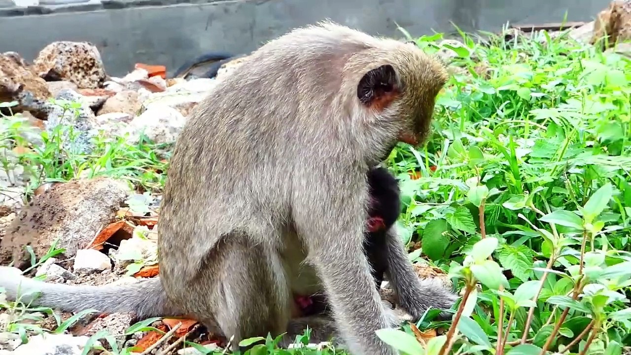 Oh Amazing!, Tiny Baby Monika Welcome to Old Generation's Visiting (720p_25fps_H264-192kbit_AAC)
