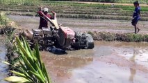 Harmony in the Fields Javanese Rice Farming with Traditional Tractors