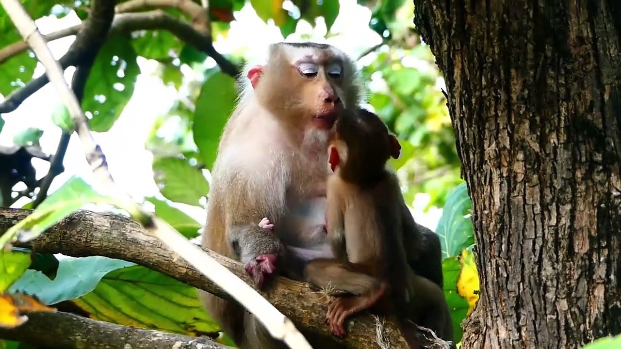 Oh Cool Look! Rozy Provides Best Cares Of Tiny Baby Rockstar (720p_25fps_H264-192kbit_AAC)