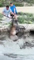  Ces deux amis sauvent un cerf tombé dans un étang ! 