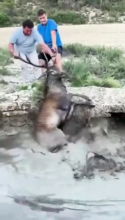  Ces deux amis sauvent un cerf tombé dans un étang ! 