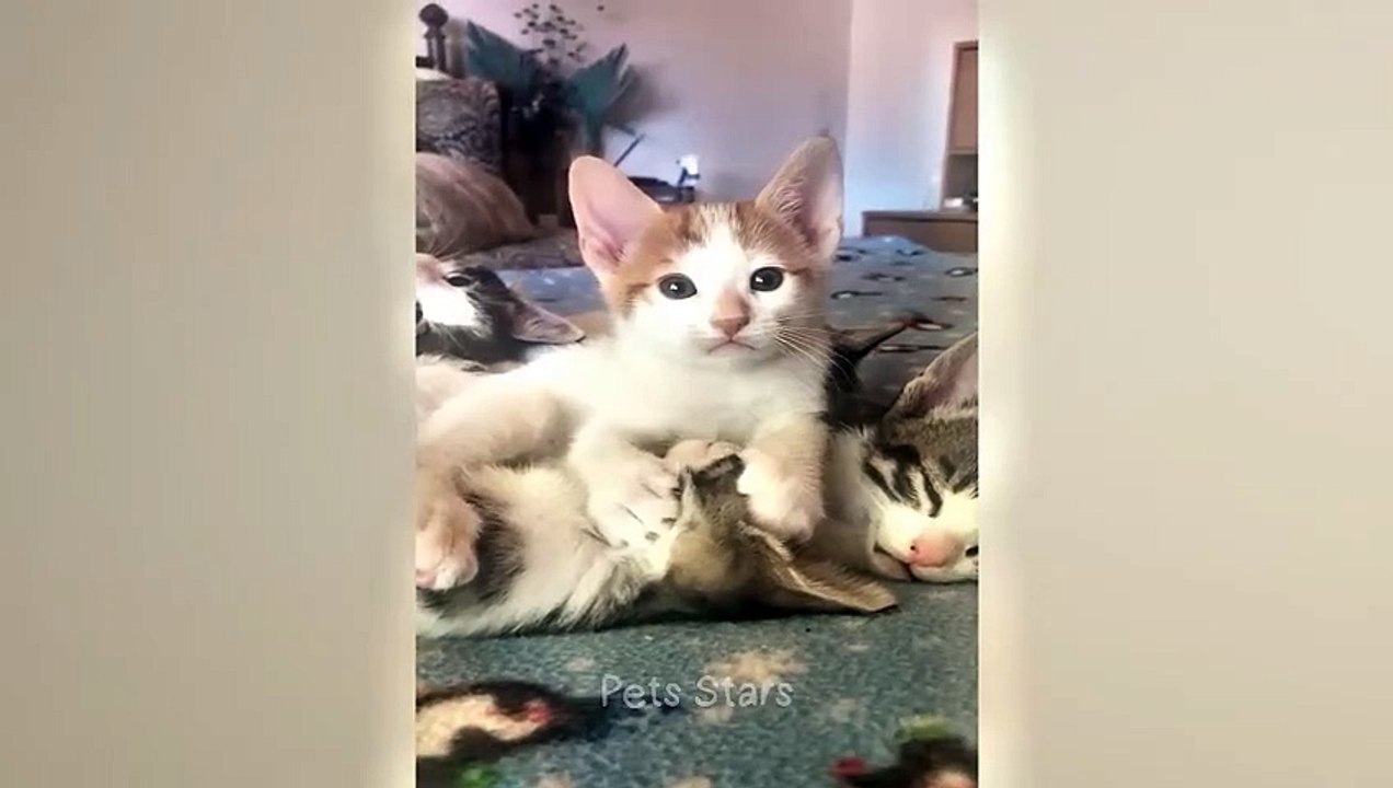 #haha#comedys#babs#comedyshorts#cuteanimals#ytshortsindia#cutebaby#comdy#comedys#babs#comedyshorts#cuteanimalsyt#ytshortsindia 有趣哈#cutebaby#comdycomedys#ba##cuteanimals# sindia#ytshortsindiaمضك ههههه#sex#جنس #comedys#babs#comedyshorts#cuteanimals#sexhotli