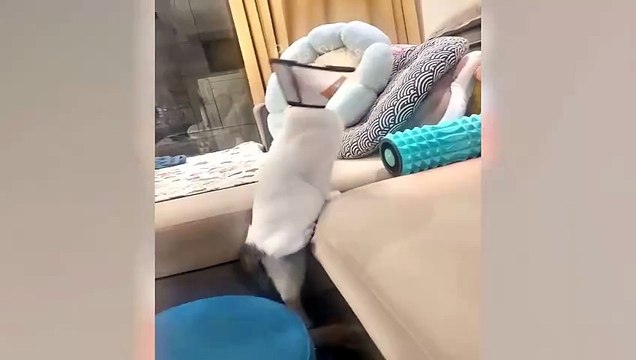 I cannot exchange pepe currency even though it exists and its quantity appears in the symbols. Does this mean that the currency contract has changed or something else has happened that I do not know exactly?09