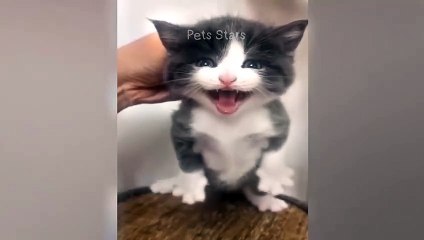 #ytshortsindia morsomt haha #comedys #babs #comedyshorts #cuteanimals #ytshortsindia​​​ #cutebaby #comdy #comedys #babs #comedyshorts #cuteanimalsytshortsindia #ytshortsindia 有趣哈哈 #cutebaby #comdycomedys #ba# Comedyshorts #cuteanimals#ytshortsindia#09