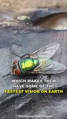 Why Is It So Hard To Swat A Fly？