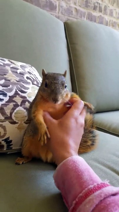 Making a squirrel laugh