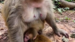 Baby monkey cute animals 71