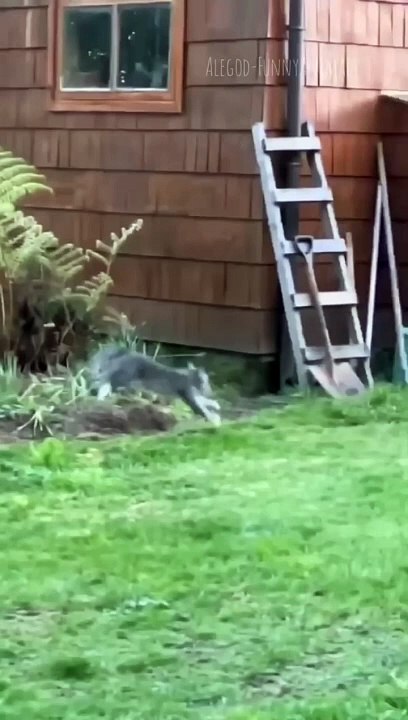 Funny animals 2023 - Funniest Cats and Dogs Video201 #shorts