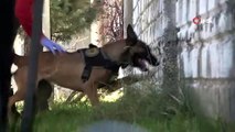 Polisin en büyük destekçisi dedektör köpekler