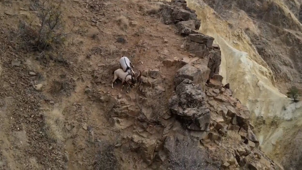 Dağ keçilerinin kavgası böyle görüntülendi