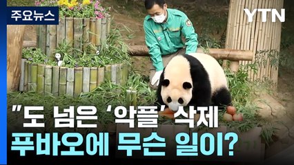 "도 넘은 '강바오 악플' 삭제"...푸바오 가족에 무슨 일이? [앵커리포트] / YTN