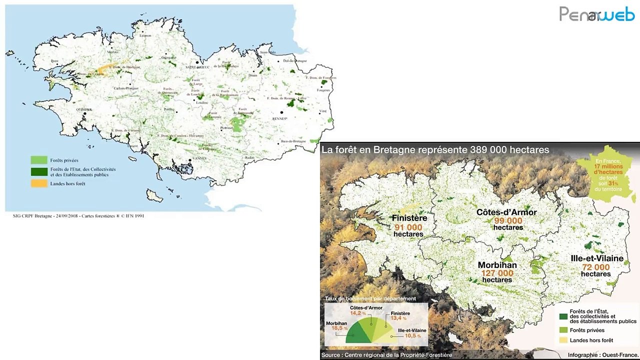 La forêt bretonne, du passé au présent (1/2)