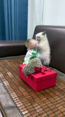Dailymotion funny cats funny videos #bbc #dailymotion #moriha #funny