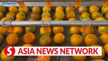Vietnam News | Orange is the only colour