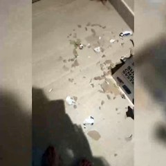 Suç üstü yakalanan köpek Boo yakalanınca böyle teslim oldu…