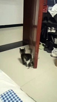 So cute DY#cutecatonline ...#catloversclub #cat #cats #catofinstagram #catoftheday #catlover #...catlady #catlife #catlove #catsgram #cutecat #cutecats #cutest #meow #kittycat #catinstagram #catsclub #cats_of_insta