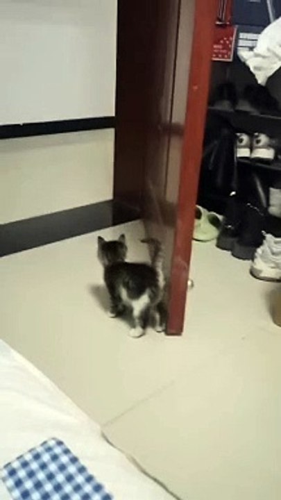 So cute  DY#cutecatonline ...#catloversclub #cat #cats #catofinstagram #catoftheday #catlover #...catlady #catlife #catlove #catsgram  #cutecat #cutecats #cutest #meow #kittycat #catinstagram #catsclub #cats_of_insta