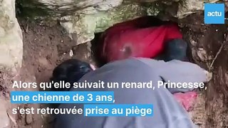 Gironde : l'incroyable mobilisation pour sauver une chienne coincée dans une cavité pendant 24h