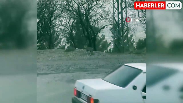 Kahramanmaraş'ta yerleşim merkezine inen tilki kamerada