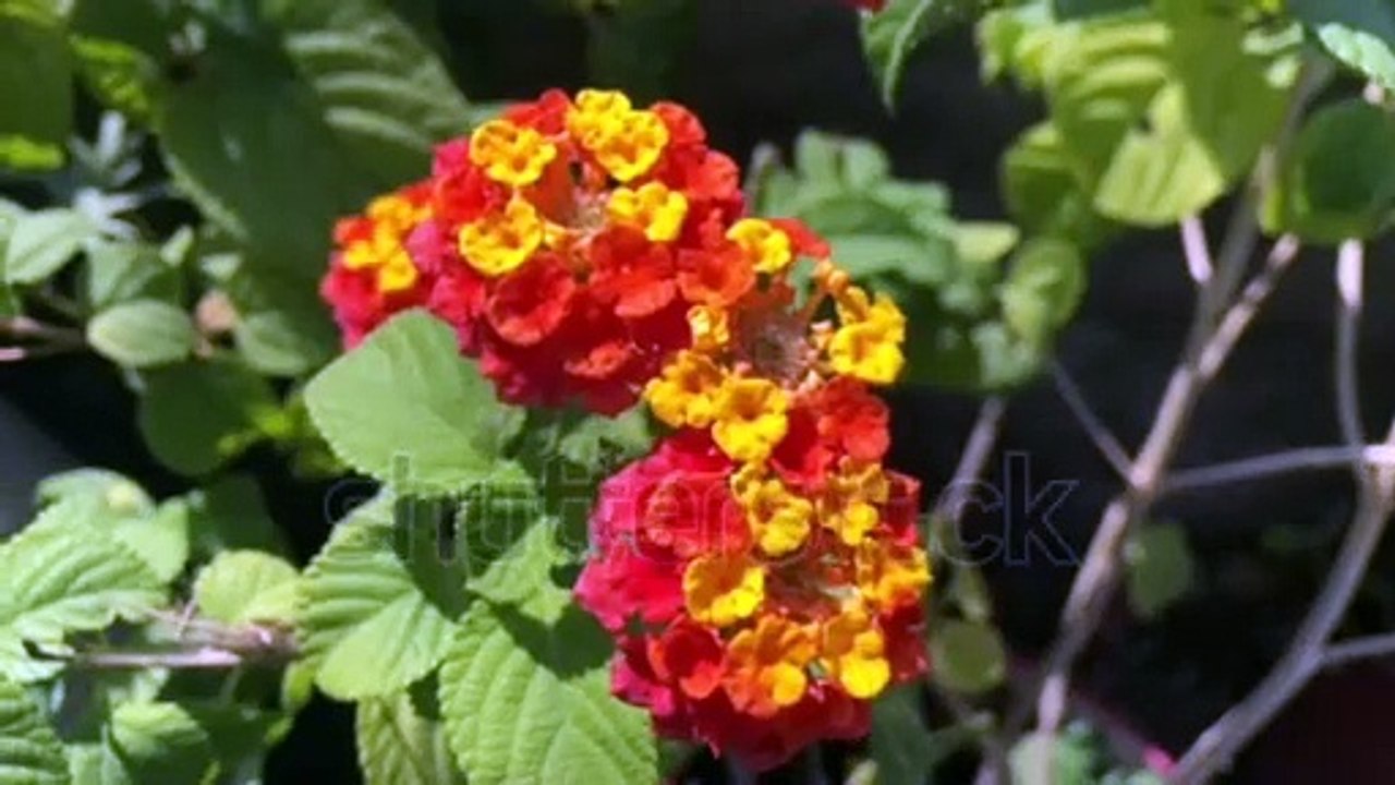 Beautiful Lantana flower farming