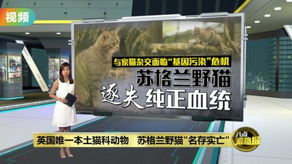 英国唯一本土猫科动物   苏格兰野猫逐失纯正血统