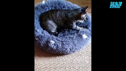 Funniest Cats Videos, The Siliest, Cutest And Funniest Cats 103
