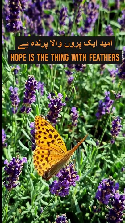 Hope Is The Thing with Feathers | Emily Dickenson | Weird Stories #weirdstories #poetry #englishpoetry