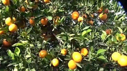 Bahçede 3 TL, markette 45 TL