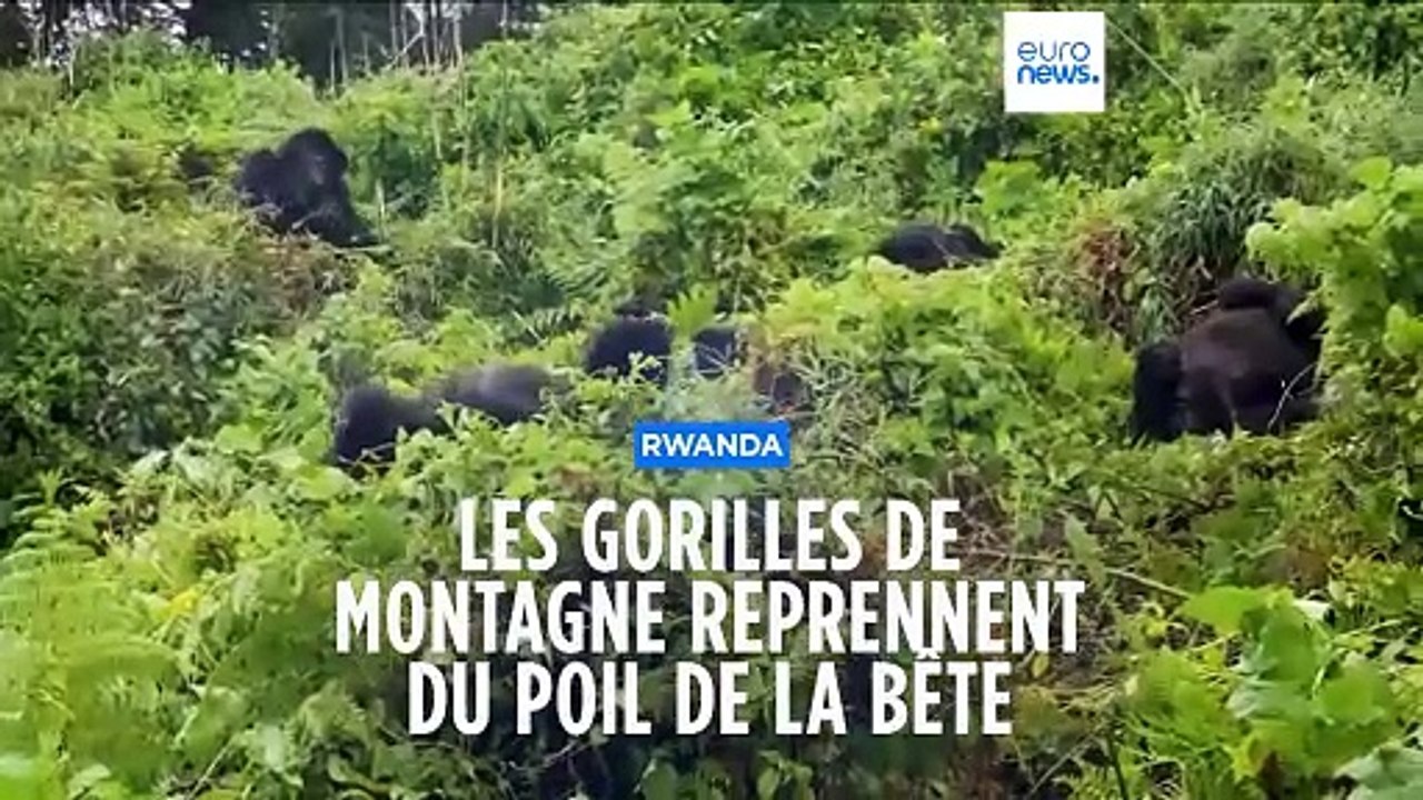 Rwanda : augmentation du nombre de gorilles des montagnes
