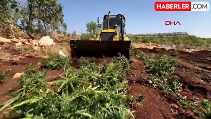 Diyarbakır'da 102 Milyon Kök Kenevir ve 47 Ton Esrar Ele Geçirildi