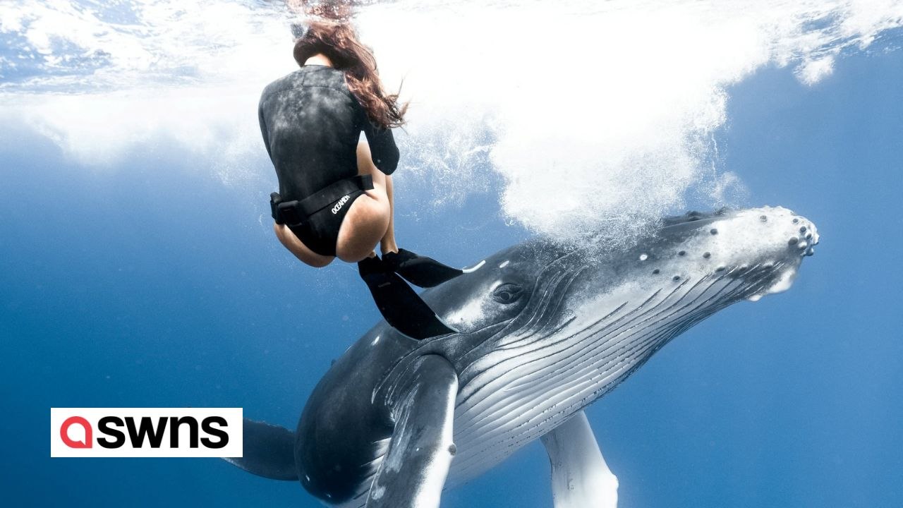 Freitaucher kollidiert fast mit Walbaby