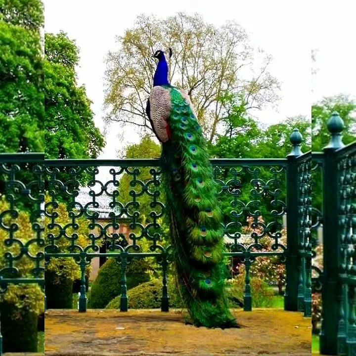Peacock whatsapp status_Tamil music(720P_HD)