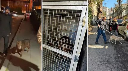 Beyoğlu'nda tartıştığı kişiyi pitbull cinsi köpeği ile korkuttu