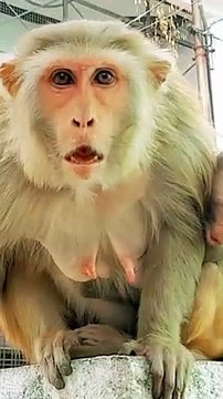 Mankey Short Video,Bandar Shorts, Shorts, Funny Mankey, Animals Video, Trending Video,#Mankeyvideo#Animalsvideo