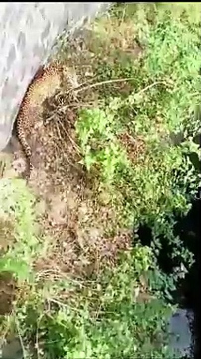 छह घंटे के रेस्क्यू के बाद तेंदुए को निकाला सुर...
