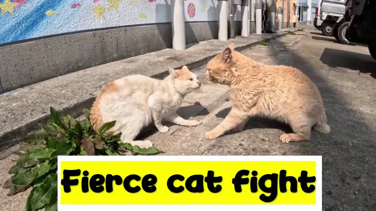 Fierce cat fight